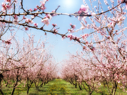 日本一の桃の生産量　山梨県